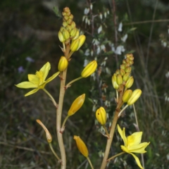 Bulbine bulbosa (Golden Lily) at Mulligans Flat - 4 Oct 2021 by jbromilow50