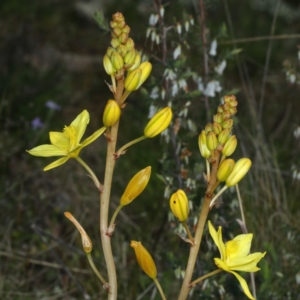 Bulbine bulbosa at Bonner, ACT - 4 Oct 2021