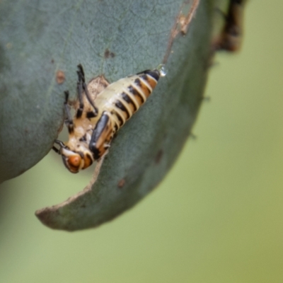 Eurymelinae (subfamily) (Unidentified eurymeline leafhopper) at Uriarra, NSW - 13 Jan 2022 by SWishart