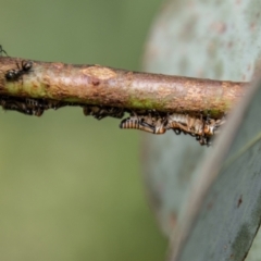 Eurymelinae (subfamily) at Uriarra, NSW - 13 Jan 2022