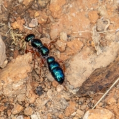 Diamma bicolor (Blue ant, Bluebottle ant) at Brindabella National Park - 13 Jan 2022 by SWishart