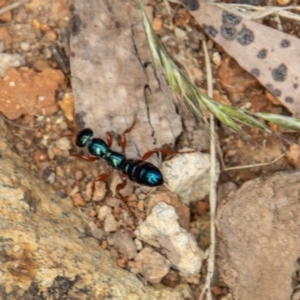 Diamma bicolor at Uriarra, NSW - 13 Jan 2022
