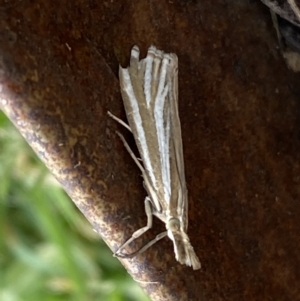 Hednota species near grammellus at Jerrabomberra, NSW - 1 Feb 2022