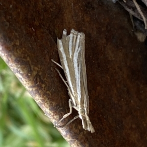 Hednota species near grammellus at Jerrabomberra, NSW - 1 Feb 2022