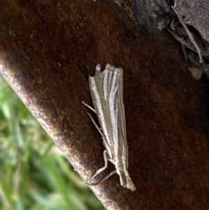 Hednota species near grammellus at Jerrabomberra, NSW - suppressed