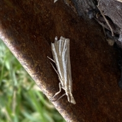 Hednota species near grammellus at Jerrabomberra, NSW - suppressed