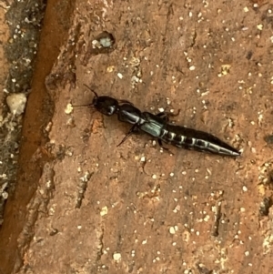 Thyreocephalus sp. (genus) at Jerrabomberra, NSW - 1 Feb 2022