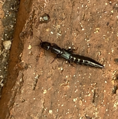 Thyreocephalus sp. (genus) (Rove beetle) at Jerrabomberra, NSW - 31 Jan 2022 by Steve_Bok