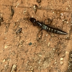 Thyreocephalus sp. (genus) at Jerrabomberra, NSW - 1 Feb 2022