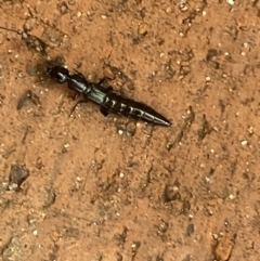 Thyreocephalus sp. (genus) at Jerrabomberra, NSW - 1 Feb 2022