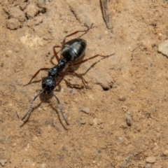 Dolichoderus doriae (Dolly ant) at Uriarra, NSW - 13 Jan 2022 by SWishart