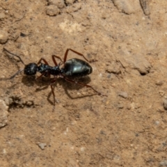 Dolichoderus doriae at Uriarra, NSW - 13 Jan 2022