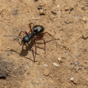 Dolichoderus doriae at Uriarra, NSW - 13 Jan 2022 01:35 PM