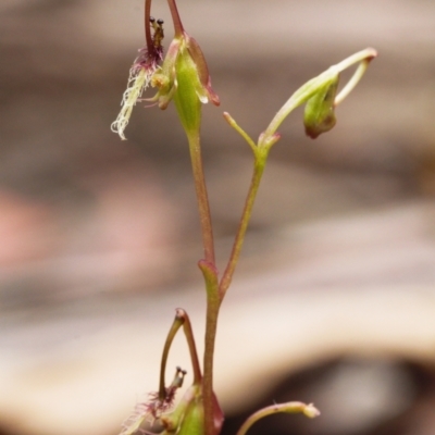 Thynninorchis huntianus (Common Elbow Orchid) at Uriarra Village, ACT - 1 Feb 2022 by RAllen
