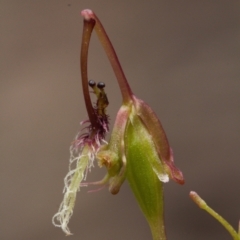 Thynninorchis huntianus at suppressed - suppressed