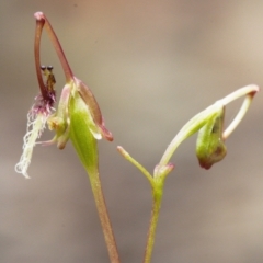 Thynninorchis huntianus at suppressed - suppressed