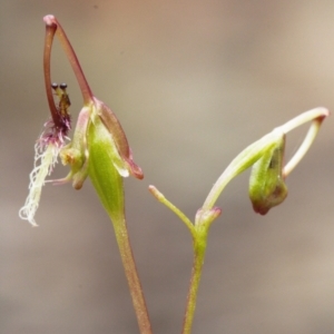 Thynninorchis huntianus at suppressed - 1 Feb 2022