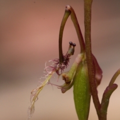 Thynninorchis huntianus at suppressed - 1 Feb 2022