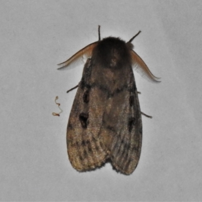 Leptocneria reducta (White cedar moth) at Wanniassa, ACT - 31 Jan 2022 by JohnBundock