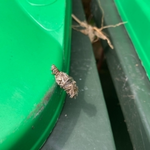 Psychidae (family) IMMATURE at Flynn, ACT - 31 Jan 2022