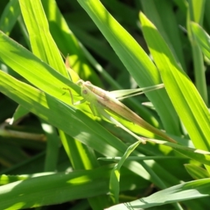 Conocephalus sp. (genus) at Murrumbateman, NSW - 31 Jan 2022