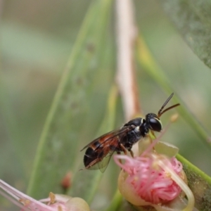 Hylaeus (Prosopisteron) littleri at Murrumbateman, NSW - 1 Feb 2022 12:57 PM