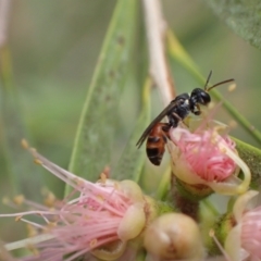 Hylaeus (Prosopisteron) littleri at Murrumbateman, NSW - 1 Feb 2022 12:57 PM