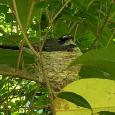 Rhipidura albiscapa (Grey Fantail) at Gateway Island, VIC - 31 Jan 2022 by ChrisAllen