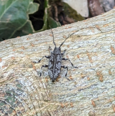 Disterna canosa (A longhorn beetle) at Wodonga - 30 Jan 2022 by ChrisAllen