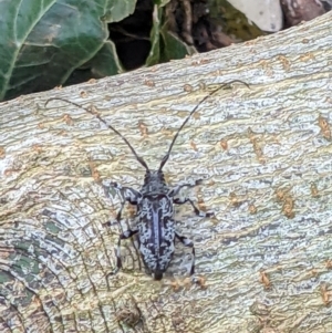 Disterna canosa at Gateway Island, VIC - 31 Jan 2022 10:07 AM
