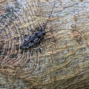 Disterna canosa at Gateway Island, VIC - 31 Jan 2022 10:07 AM