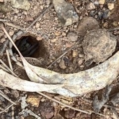 Portacosa cinerea (Grey wolf spider) at Mount Majura - 30 Jan 2022 by Kassandra21