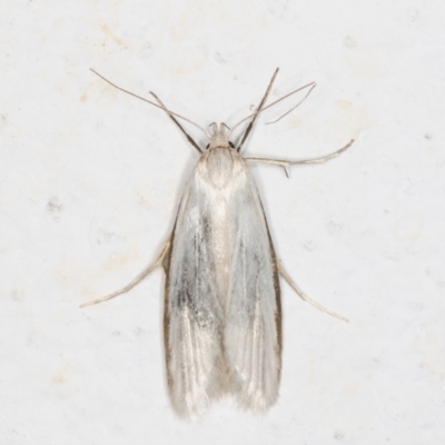 Philobota productella (Pasture Tunnel Moth) at Melba, ACT - 18 Nov 2021 by kasiaaus