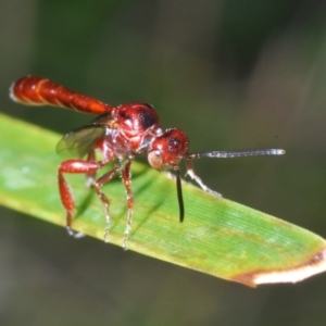 Hyptiogaster sp. (genus) at Tennent, ACT - 31 Jan 2022