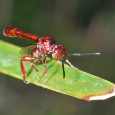 Hyptiogaster sp. (genus) (A parasitic wasp) at Namadgi National Park - 31 Jan 2022 by Harrisi