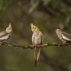 Nymphicus hollandicus (Cockatiel) at Mount Ainslie - 1 Feb 2022 by trevsci