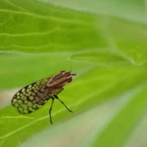 Sapromyza mallochiana at Murrumbateman, NSW - 29 Jan 2022