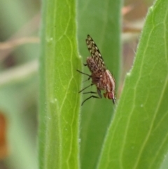 Sapromyza mallochiana at Murrumbateman, NSW - 29 Jan 2022