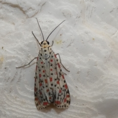 Utetheisa pulchelloides (Heliotrope Moth) at McKellar, ACT - 31 Jan 2022 by Amata
