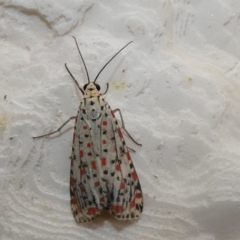 Utetheisa pulchelloides (Heliotrope Moth) at McKellar, ACT - 31 Jan 2022 by Birdy