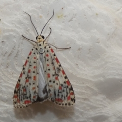 Utetheisa pulchelloides at McKellar, ACT - suppressed