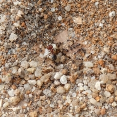 Pheidole sp. (genus) (Seed-harvesting ant) at McKellar, ACT - 24 Jan 2022 by Birdy
