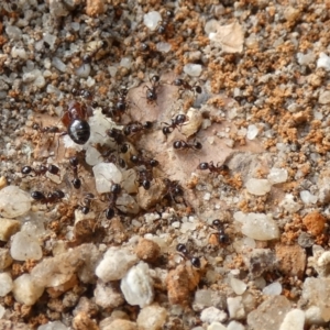 Pheidole sp. (genus) at McKellar, ACT - 24 Jan 2022