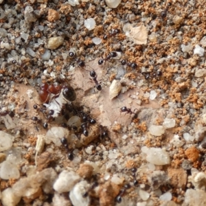 Pheidole sp. (genus) at McKellar, ACT - 24 Jan 2022