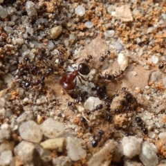 Pheidole sp. (genus) at McKellar, ACT - 24 Jan 2022