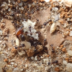 Pheidole sp. (genus) at McKellar, ACT - 24 Jan 2022