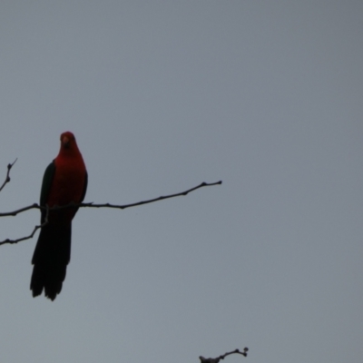 Alisterus scapularis (Australian King-Parrot) at McKellar, ACT - 29 Jan 2022 by Birdy