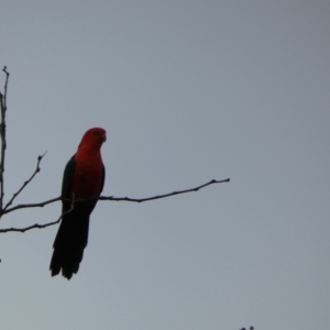 Alisterus scapularis at McKellar, ACT - 29 Jan 2022