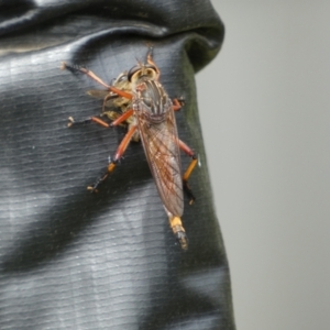 Colepia rufiventris at McKellar, ACT - 24 Jan 2022