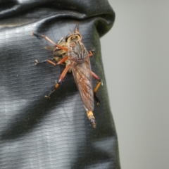 Colepia rufiventris (Robber fly) at McKellar, ACT - 23 Jan 2022 by Birdy